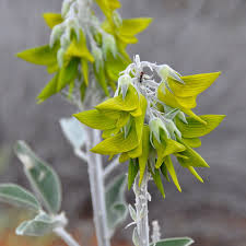 Image result for Crotalaria insignis