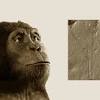 Australopithecus means 'southern ape' and was originally developed for a species found in south. Https Encrypted Tbn0 Gstatic Com Images Q Tbn And9gcr1eo8ly Gkoqchhkvhvmelvppv4nutdvvqglp Yua2vrgxnfpg Usqp Cau