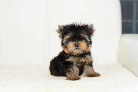 The Complete Teacup Yorkie Care Guide Price Lifespan And More Perfect Dog Breeds
