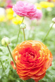 Before choosing your plants, observe your garden at different times of day. 15 Best Annual Flowers Annual Flowers List
