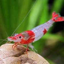 Shrimp This Is What I M Obsessed With Eating Freshwater Aquarium Shrimp Aquarium Fish Shrimp Tank