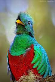 Pin On Aves