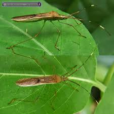 Image result for Lepidagathis eriocephala