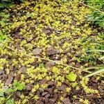 Image result for Dovyalis abyssinica