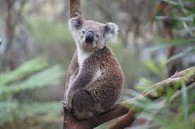 Productreview.com.au is a website devoted to providing consumer opinions on products, services and businesses in australia. The Un Bearly Facts About Koala Bears