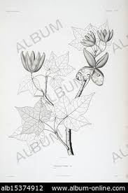 Image result for Sterculia subviolacea