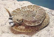 Maybe you would like to learn more about one of these? Crotalus Ruber Wikipedia