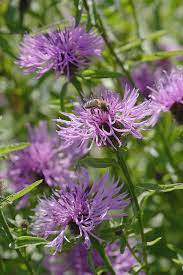 Bighead Knapweed Flower Uk Best Flower Wallpaper