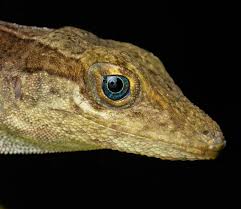 Image result for Dolichos junodii