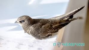 Результат пошуку зображень за запитом "стриж"