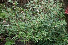 Image result for Vahlia digyna