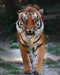 Malaysian 39 S Pride Pbf Blog Tiger Images Indochinese Tiger Tiger Habitat