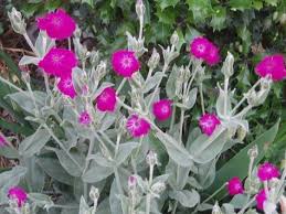 Voorbeeldzinnen met `coquelourde des jardins`. Coquelourde Des Jardins Lychnis Coronaria Jardins Planter Des Fleurs Fleurs Vivaces
