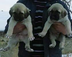 Kangalyavru Com Adli Kullanicinin Https Www Kangalyavru Com Panosundaki Pin Kopek Kangal Kopegi Akbas