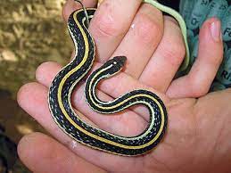 Thamnophis Proximus Wikipedia Western Ribbon Snake Reptile Room Walking In Nature Snake