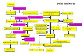 13 Awesome Shbg Levels Chart