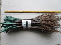 Image result for graft grape vines