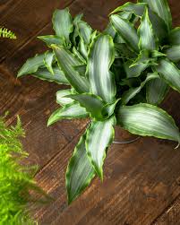 Image result for Murdannia tenuissima