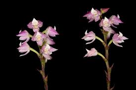 Image result for Polystachya