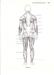 Though most samples of cattle body unlabeled diagram trees display the person requesting the diagram, then branching in the mothers and fathers and grandparents you will find even more tailored patterns that. Blank Skeletal Diagram Of The Human Body Worksheet Printable Worksheets And Activities For Teachers Parents Tutors And Homeschool Families