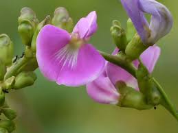 Image result for Canavalia gladiata