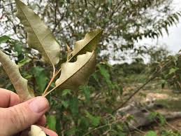 Image result for Croton pseudopulchellus