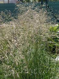 Dieses ziergras ist eines der wenigen ziergräser, das auch in feuchten, schattigen. Deschampsia Caespitosa Tautrager