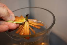 Image result for Cyperus latifolius