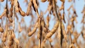 Image result for Mucuna poggei