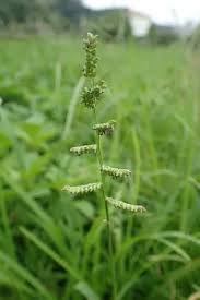 Image result for Echinochloa colona