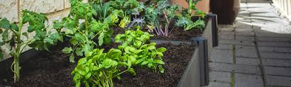 Check spelling or type a new query. Grow Your Own Vegetables With A Raised Garden Bed Holman Industries