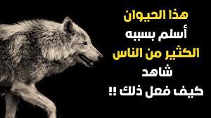 معجزة حيوان يتكلم ويشهد بنبوة الرسول ﷺ أسلم بسببه الكثير من الناس تعرف ع movie posters poster movies