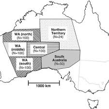 It may be a while before they're clocked strolling along circular quay, but eyewitness reports from baffled farmers confirm they have been spotted unusually far south — in the southeast coastal district of western australia. Pdf Assessment And Characterisation Of Australian Camels Using Microsatellite Polymorphisms