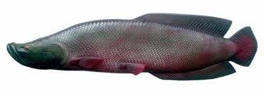 Pirarucu - Saiba Mais Sobre Um Dos Maiores Peixes do Planeta