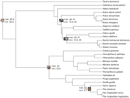 Fossil Calibrations Phylogenetic Tree Of 28 Primate Species