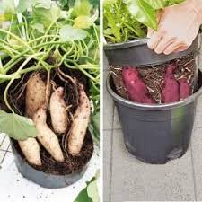 Susskartoffel Gesunder Exot Im Heimischen Garten Susskartoffeln Anbauen Exotische Susskartoffel
