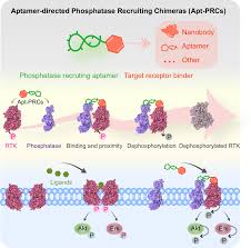 Image result for Modified Apt Test