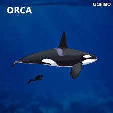 Orcas, or killer whales, are the largest of the dolphins and one of the world's most powerful smart and social, orcas make a wide variety of communicative sounds, and each pod has distinctive noises. Orcas Warum Die Killerwale Luftsprunge Machen Und Wie Schlau Sie Jagen Galileo
