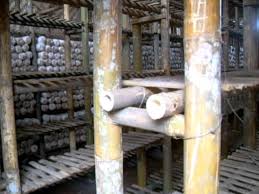 Peluang usaha sosis jamur tiram 1. 9 Cara Budidaya Jamur Tiram Untuk Pemula Mudah Dan Urut