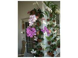 Wow How Beautiful A Patio Wall With Many Hanging Clay Flower Pots Of Phalenopsis And Other Orchids Using Han Hanging Flower Pots Hanging Orchid Flower Pole