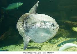 The scientific name of the ocean sunfish is mola mola. Sunfish Stock Photos And Images 413 Sunfish Pictures And Royalty Free Photography Available To Search From Thousands Of Stock Photographers