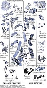 Accessmedicine Search Results Medical Laboratory Medical Lab Technician Medical Technology