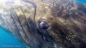 Humpback whales are renowned acrobats of the sea, with most of their surface behaviors on full the humpback whale. Eye To Eye With A Humpback Whale In Antarctica