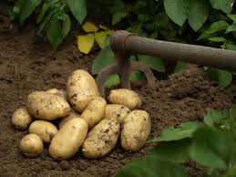 Les variétés de conservation s'apprécient en frites, purées ou bouillies. A Quelle Profondeur Faut Il Planter La Pomme De Terre Bergon Nature Jardin