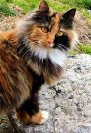 How Much Grooming Your Long Haired Cat Needs Really Depends On The Type Of Long Fur She Has Cat Cat Pretty Cats In 2020 Long Haired Cats Calico Cat Pretty Cats