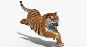 Pin On Animal