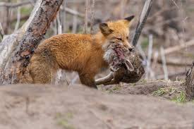 In The Given Food Web Identify Primary, Secondary And Tertiary Consumers  And Select The Correct Option.