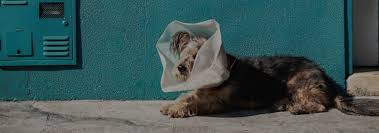 Book your pet's dental appointment today! Highest Rated Spay Neuter Clinics In San Diego Gallant