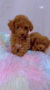 𝐊𝐨𝐣𝐢𝐦𝐚 𝐏𝐞𝐭 𝐒𝐡𝐚𝐦𝐩𝐨𝐨 🛁🫧🐶🐱 cat shampoo dog shampoo  宠物沐浴露狗狗猫咪洗澡除臭浴液猫犬低敏驱虫除螨止痒香波温和洁净沐浴露（海洋之恋）500ml Gentle cleansing, extra