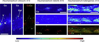 Image result for Haumaniastrum